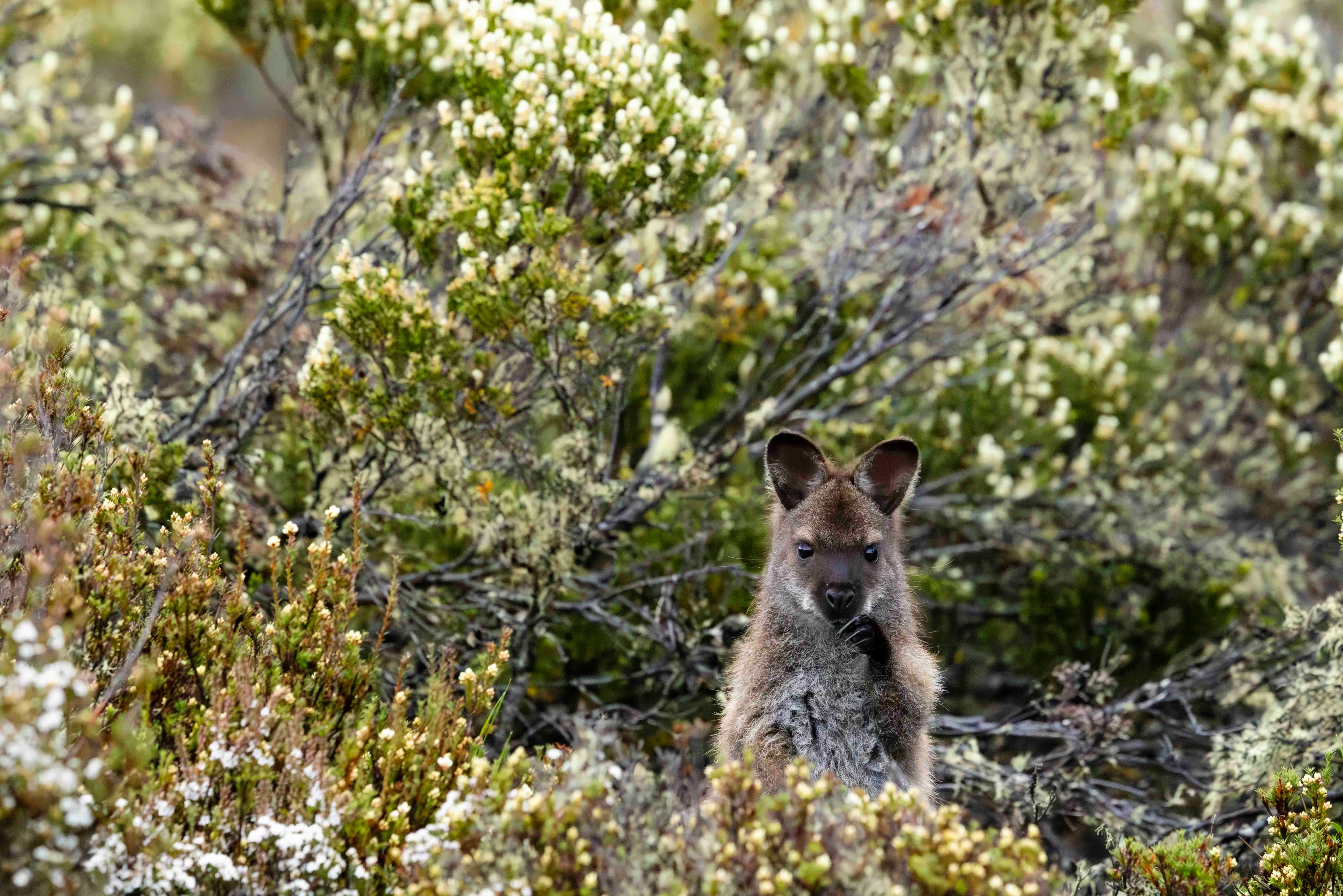 Bennett's Wallaby in Tasmania, Australia