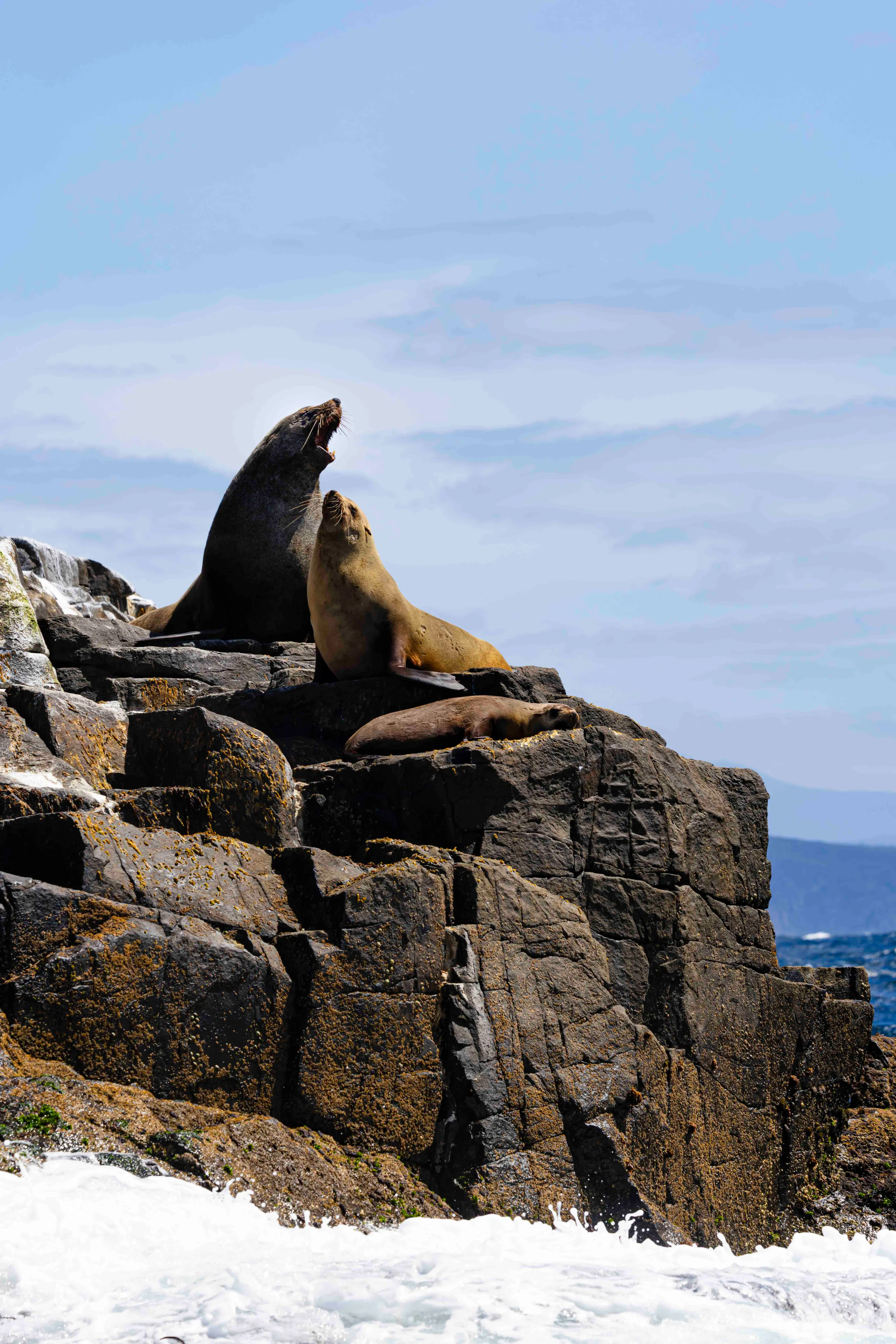 Colony of Australian Fur Seals in Southern Australia