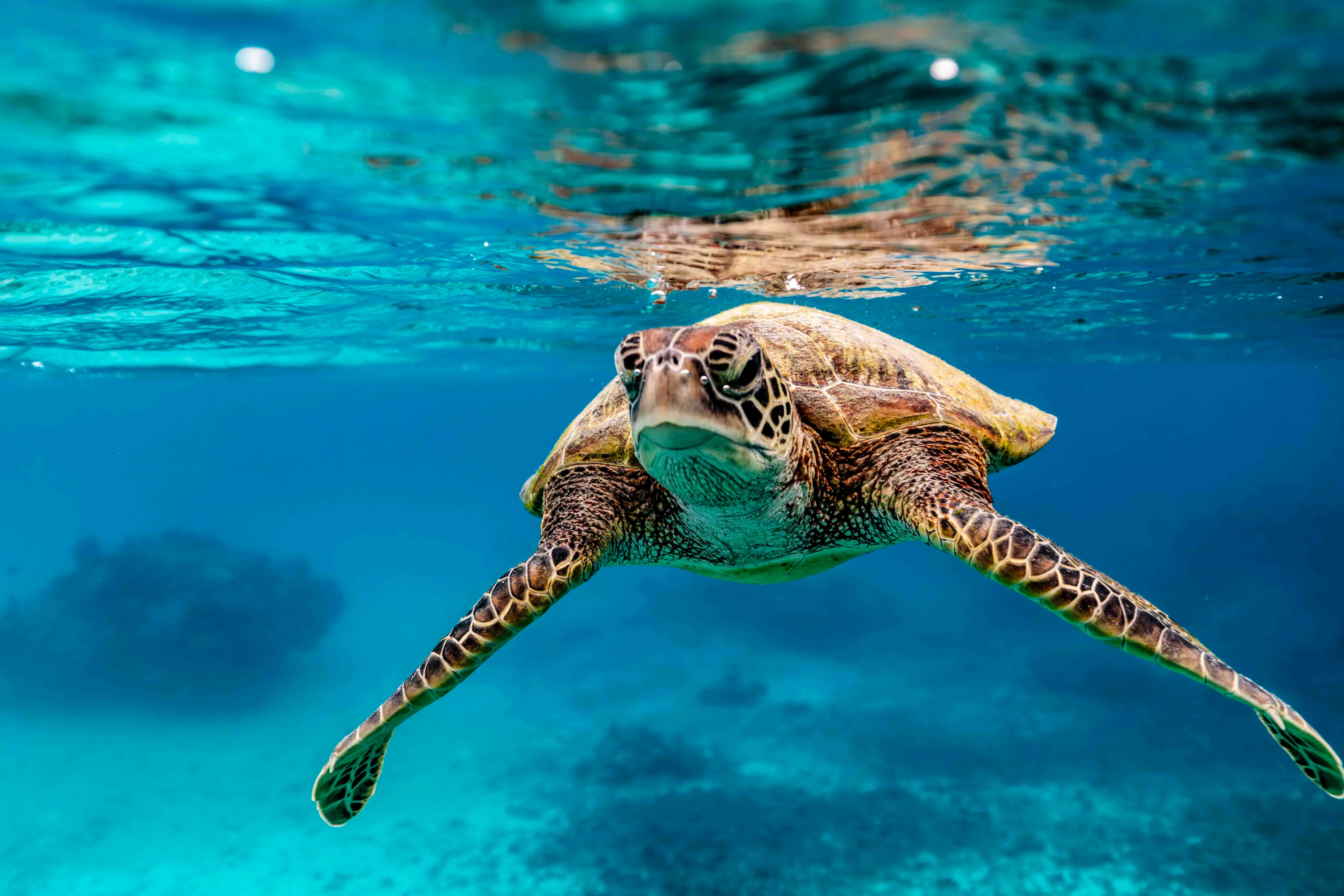 Green Sea Turtle in Miyako Island, Japan