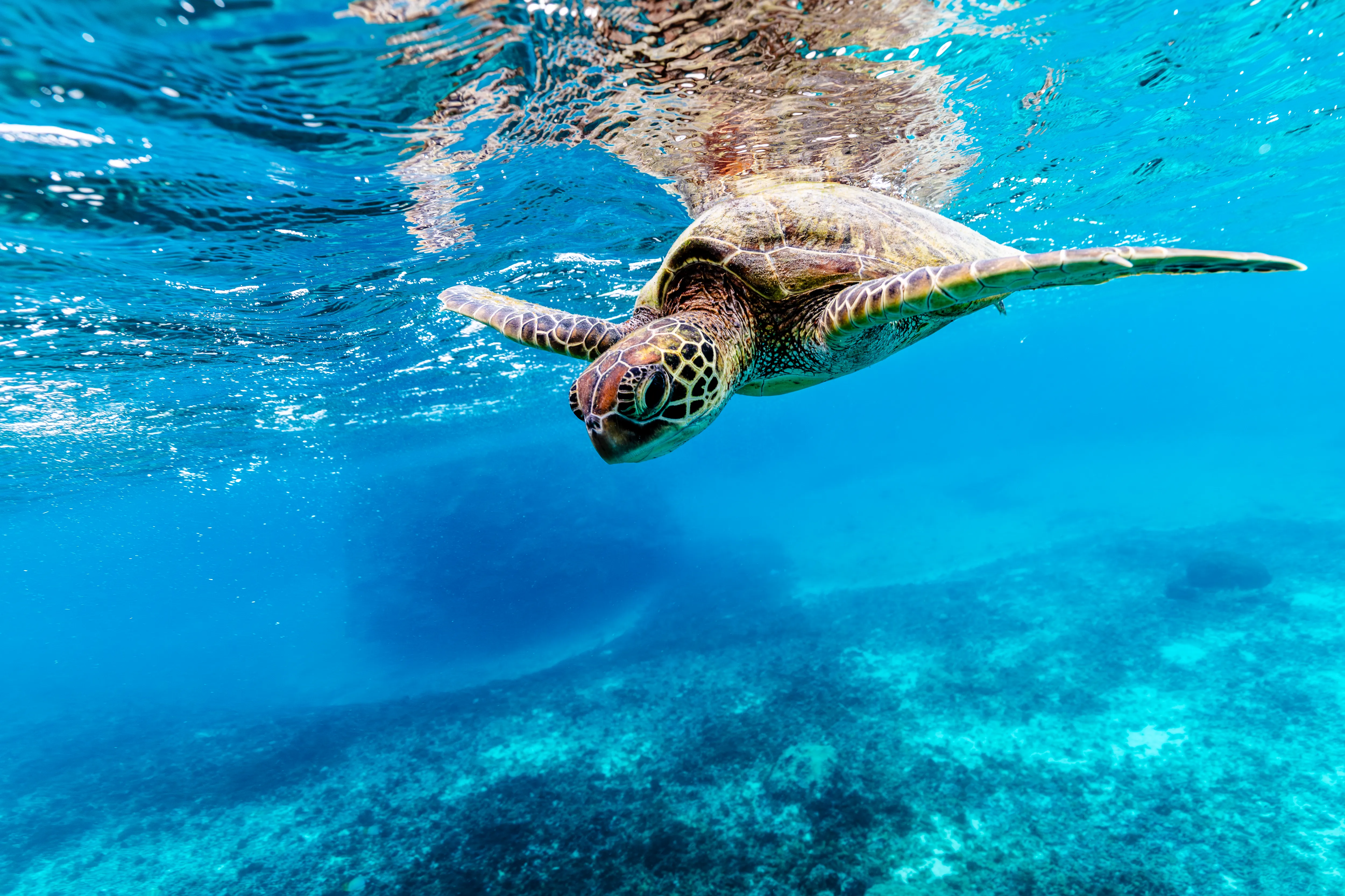 Green Sea Turtle in Miyako Island, Japan