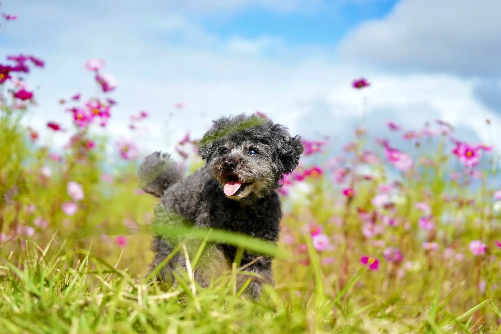 Surrounded by Cosmos in Japan