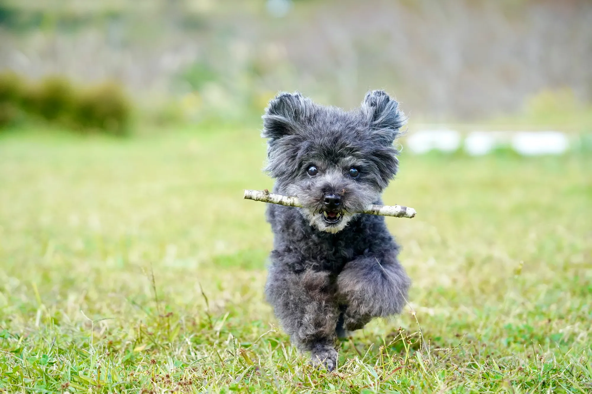 Playing with a Stick in Japan