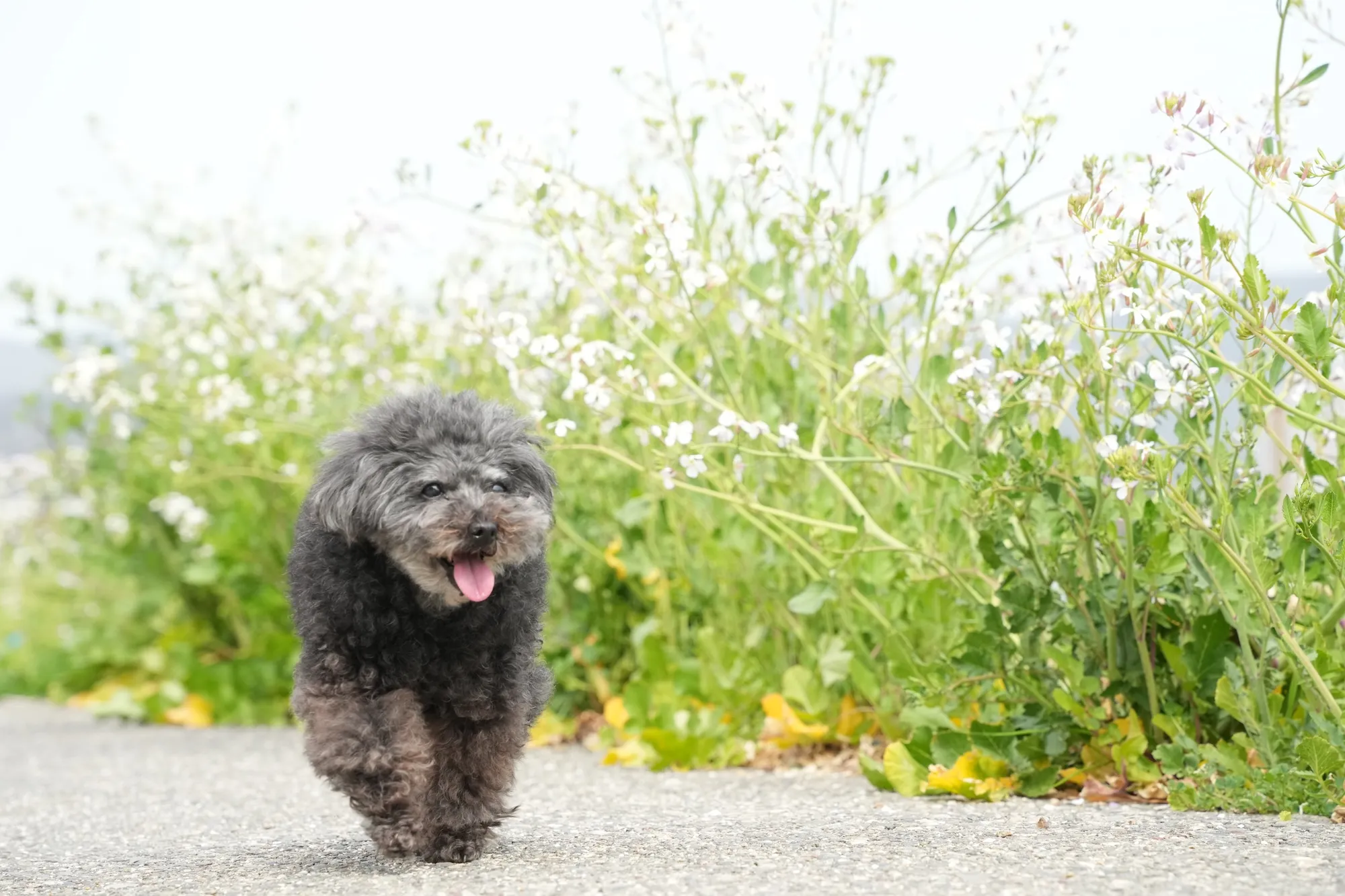 A Stroll Down the Path in Japan