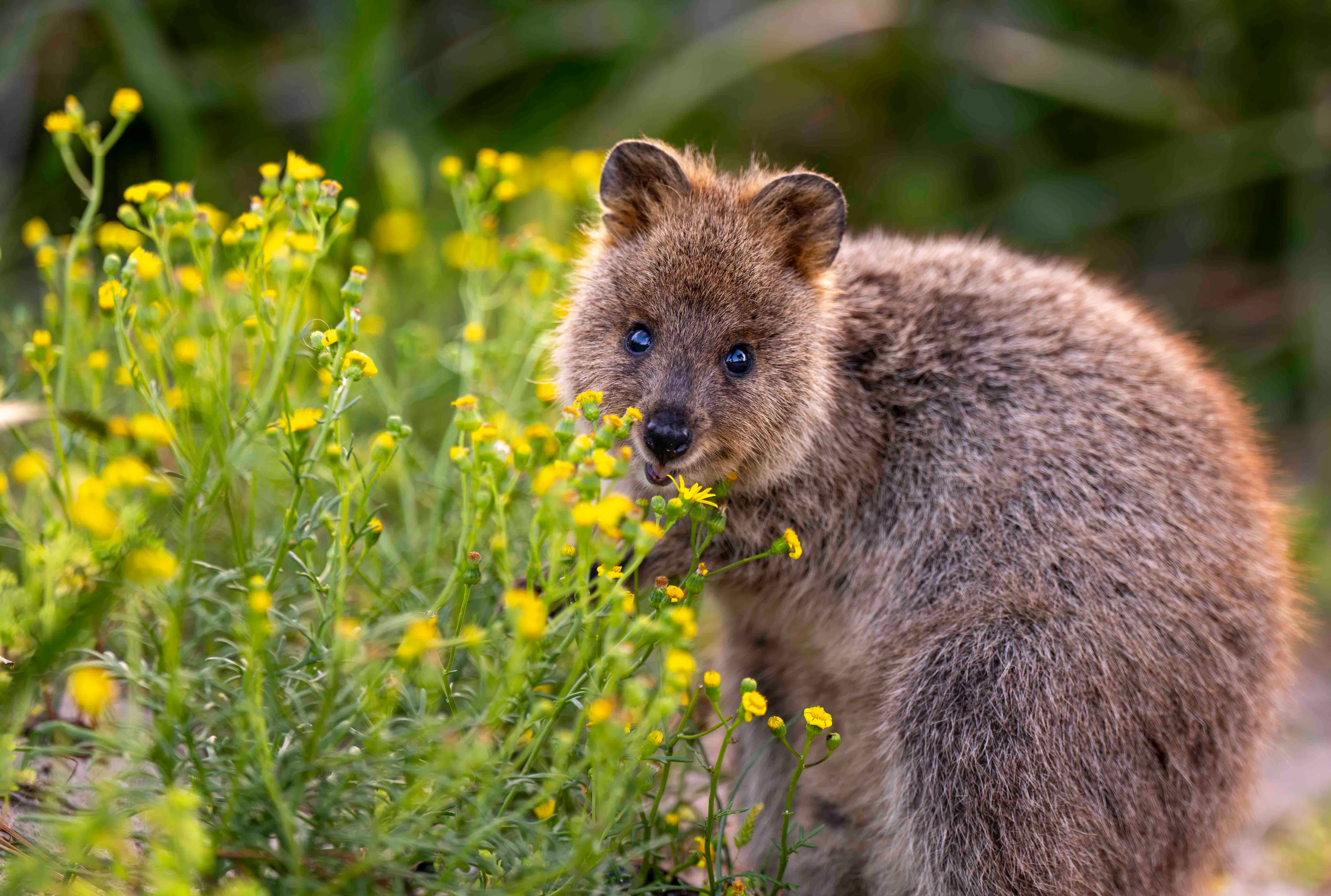 Quokka in Rottnest Island, Australia