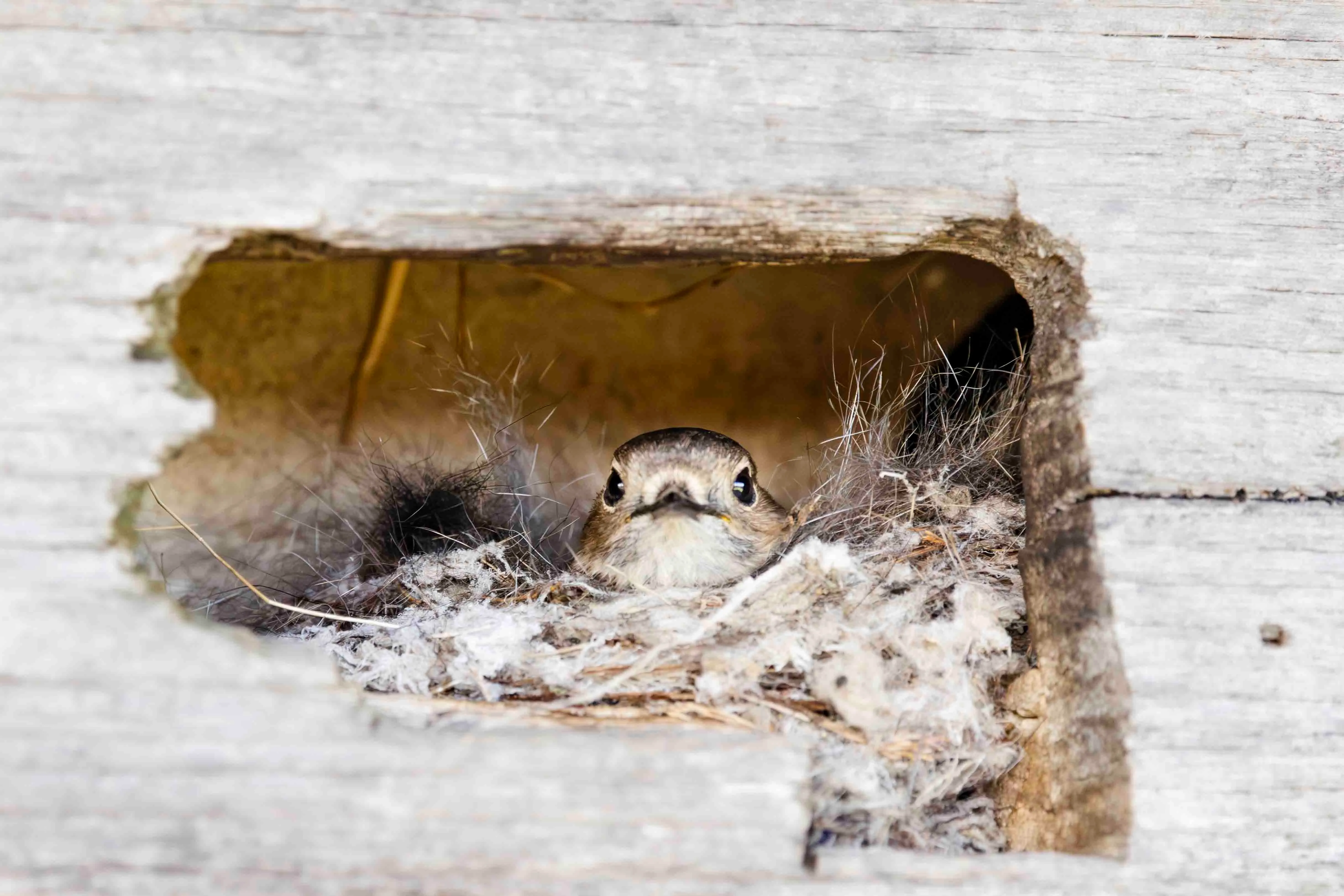 Flame Robin in Tasmania, Australia