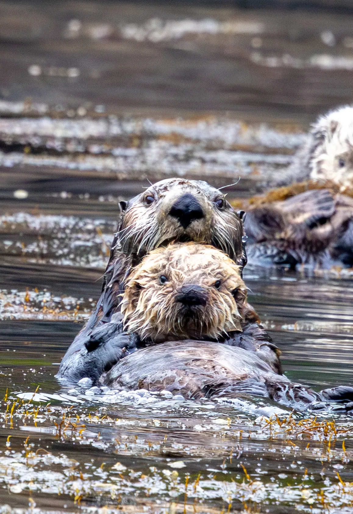 Sea Otter in Hokkaido, Japan