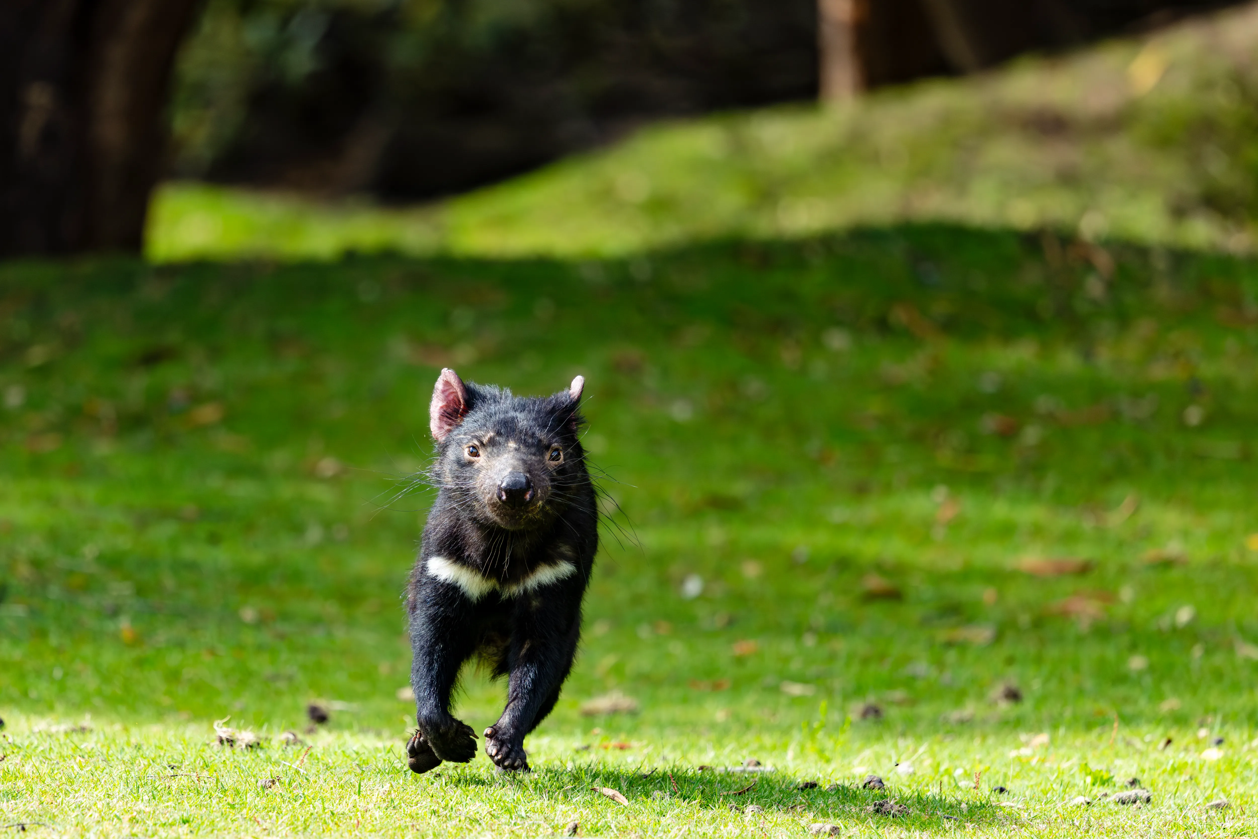 Tasmanian Devil in Tasmania, Australia