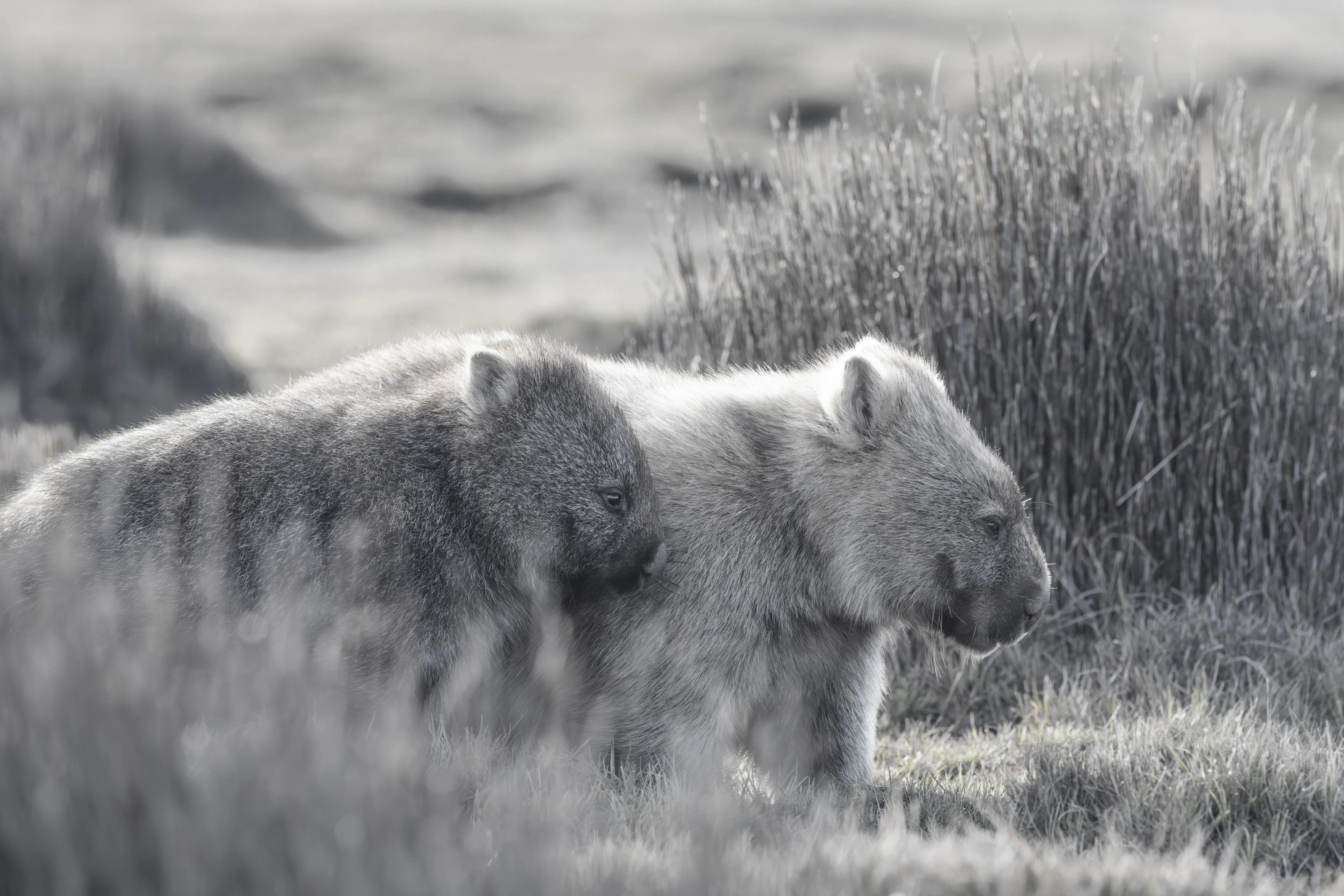Wombat mother and baby in black and white