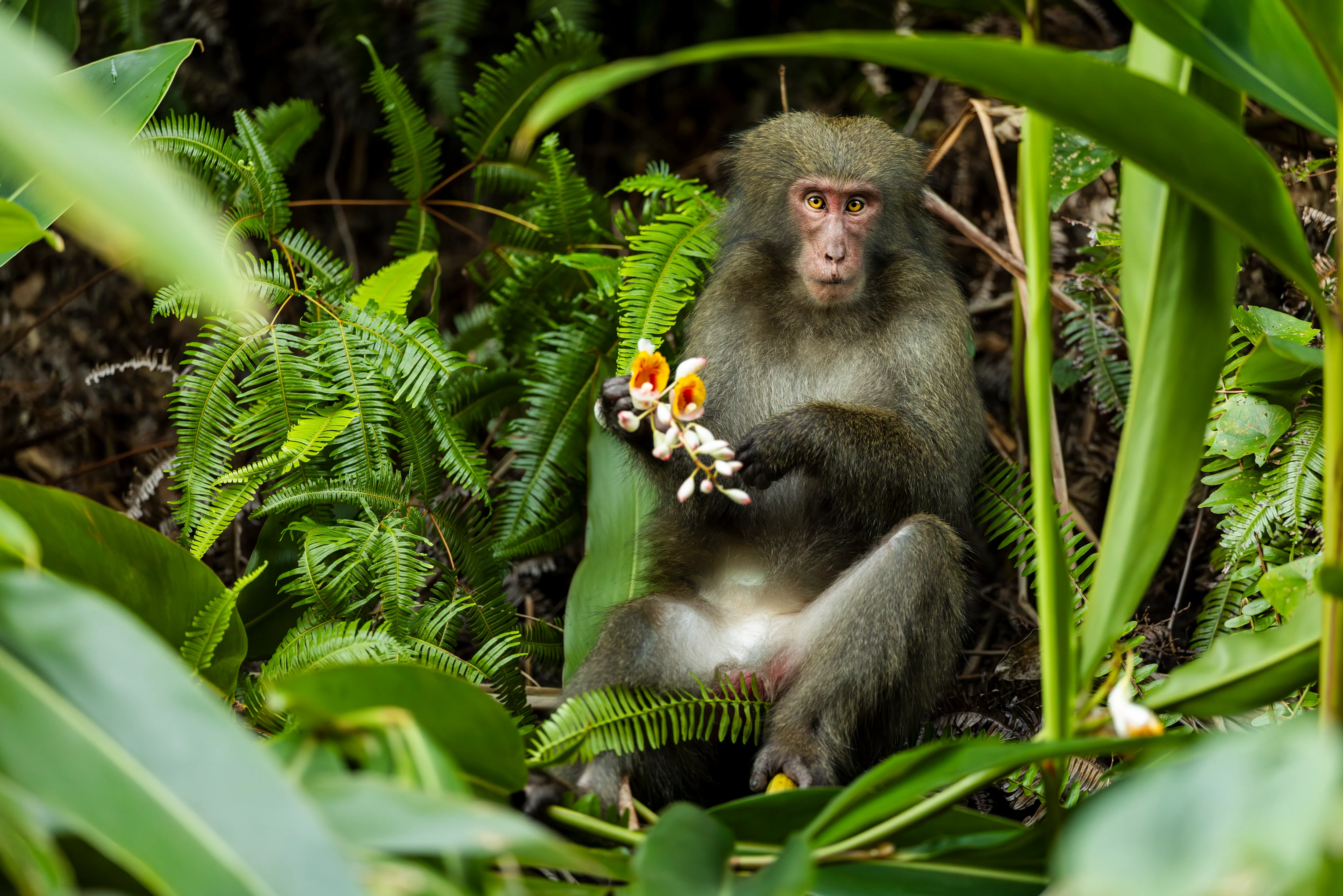 Yakushima Monkey in Yakushima, Japan
